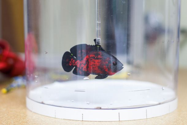 NYU Tandon engineers created a biomimetic robot that looked and swam like a real red tiger oscar.