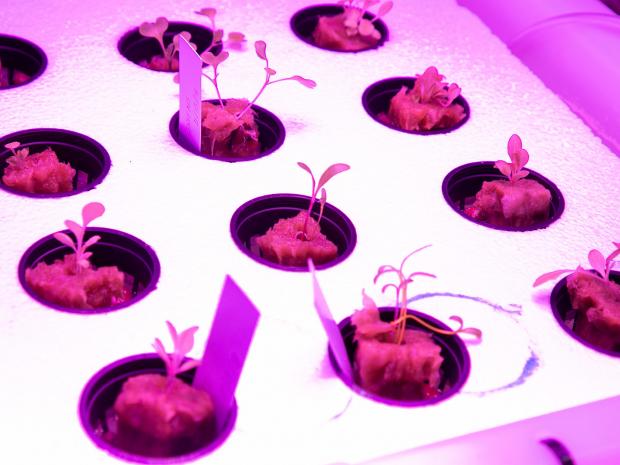 sprouts growing in indoor lab space