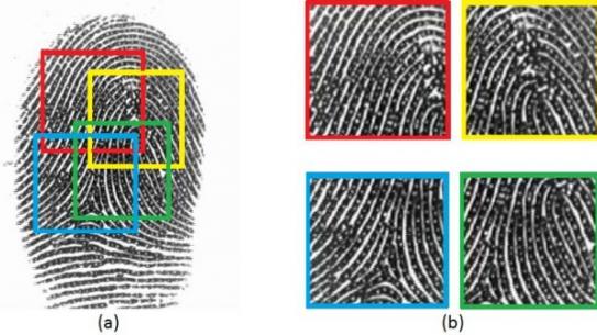diagram explaining fingerprint capture