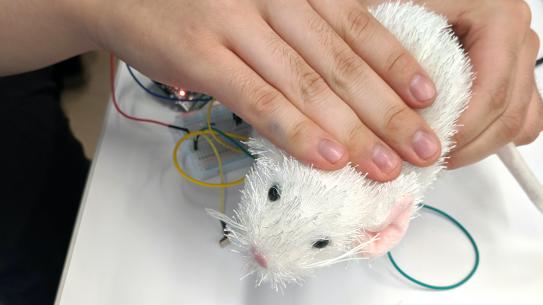 Hand rubbing over an artificial bunny connected to sensors