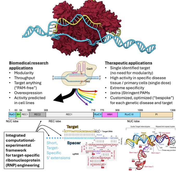 Slide: The Biomedical Research and Therapeutic Applications of Dr. Metwally's research. See longer description in body of text.