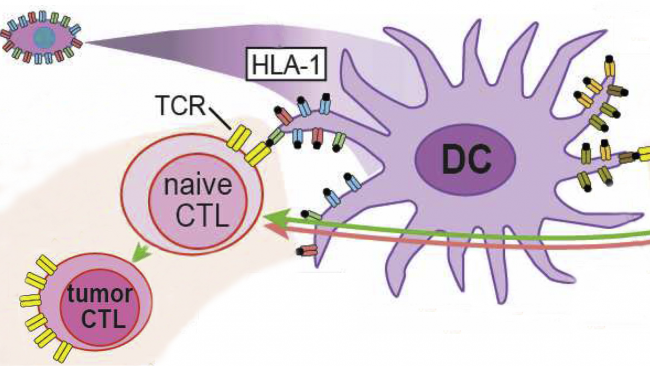 Programmable off-the-shelf dendritic cells as an immunotherapy ...