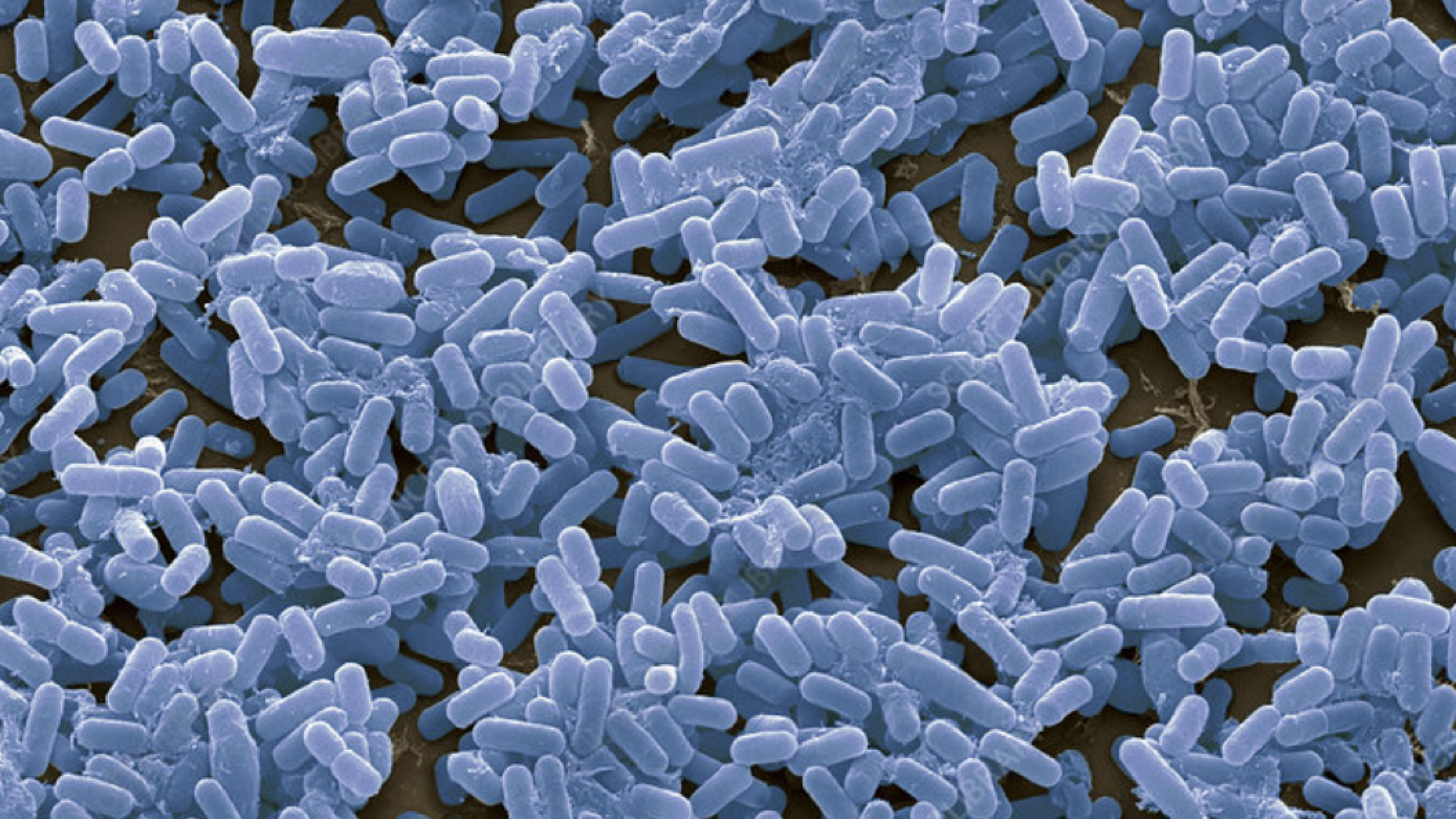 Microorganisms Secret Bacteria Have a Secret Engineering Trick to Keep Themselves in Shape ...