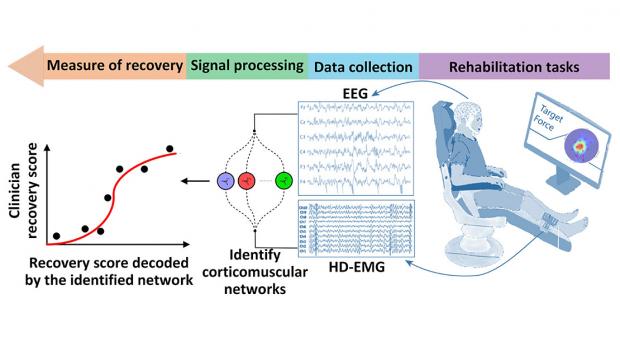 A schematic of the CorticoMuscular monitoring system. EEG and HDEMG reading are taken while a person goes through rehab exercises to identify cordiocomuscular networks. This leads to a recovery score, shown on a line graph.