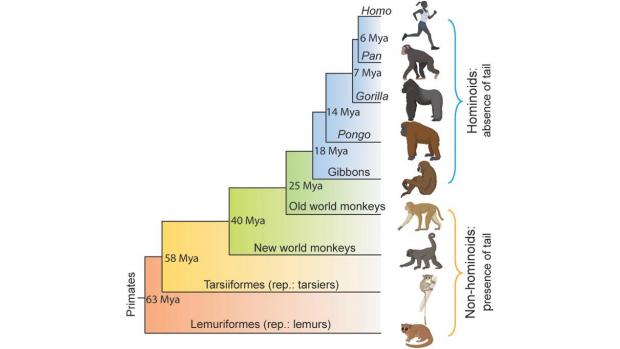 Branching tree showing evolution of humans from apes, and identifying where tails no longer featured in apes.