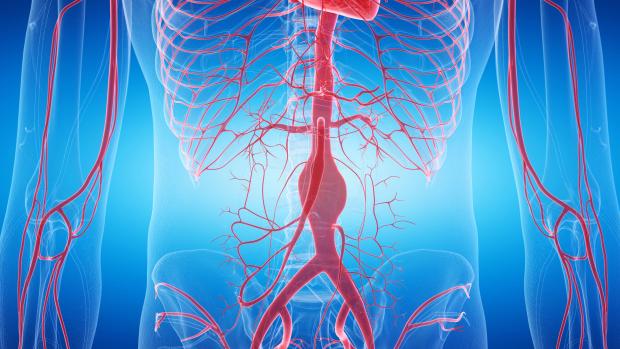 Outline of torso highlighting central nervous system
