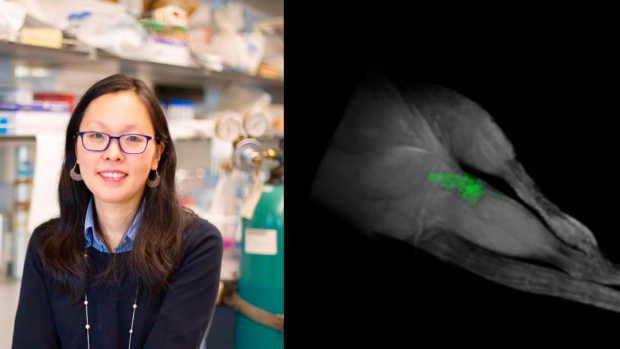 headshot of JK Montclare placed next to an image of mice tissue with flowing green fluorescent proteins.