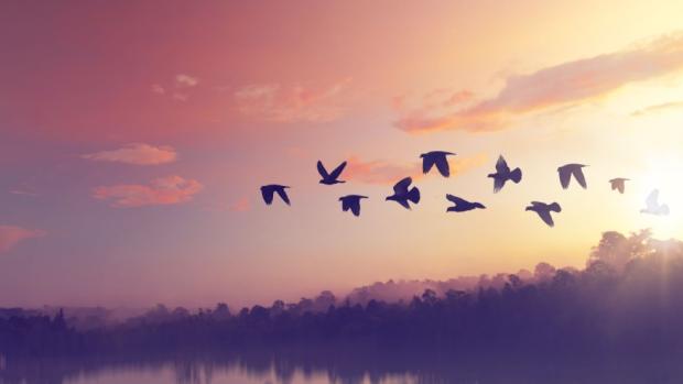 flock of birds flying in pastoral sunset