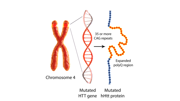 Graphic of chromosone 4, affected by 30 or more CAG repeats, which leads to a mutated hHtt protein