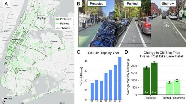 four sections: A) a map of NYC bike lanes B) photos of the three types of lanes: protected, painted, and sharrow C) bar chart showing increase in ridership D. graph showing increase in bike trips is greater in protected lanes
