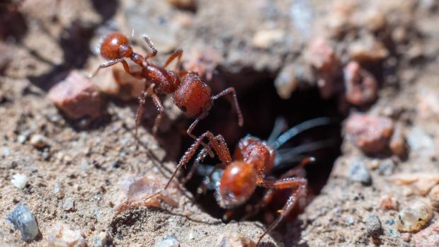 Two red ants burrowing into a dirt hole in the ground