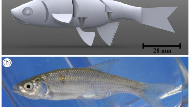 Robotic Fish next to real fish Comparison
