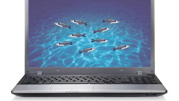 Fishes on laptop screen