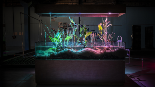 A tank with wetland plants lit up
