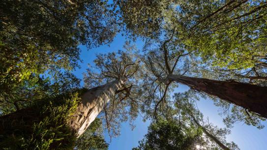 Looking up at towering eucalyptus trees in a lush forest near Melbourne, Victoria, Australia