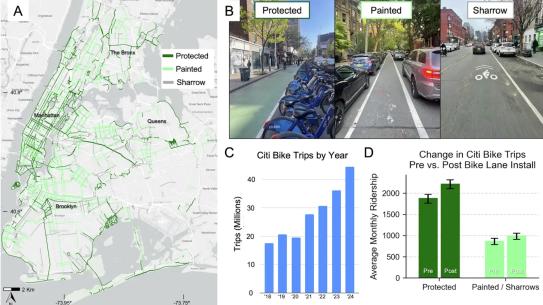 four sections: A) a map of NYC bike lanes B) photos of the three types of lanes: protected, painted, and sharrow C) bar chart showing increase in ridership D. graph showing increase in bike trips is greater in protected lanes