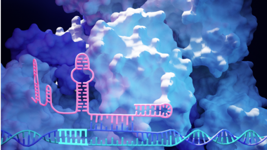 Molecular Bioengineering 