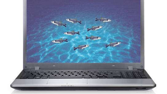 Fish presented on a laptop screen