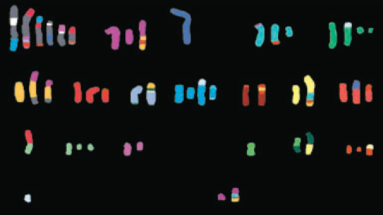 different colored chromosomes