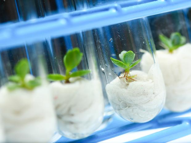 Biotechnology Growing Plants