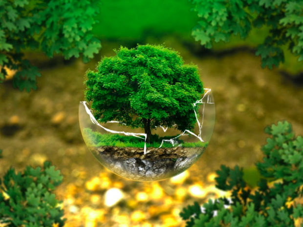 Photo of a tree in a glass ball
