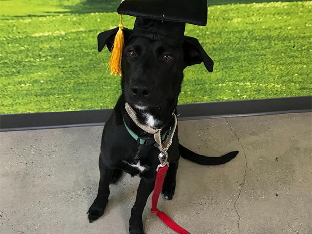 dog wearing graduation cap