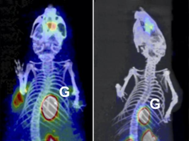PET/CT images of rat