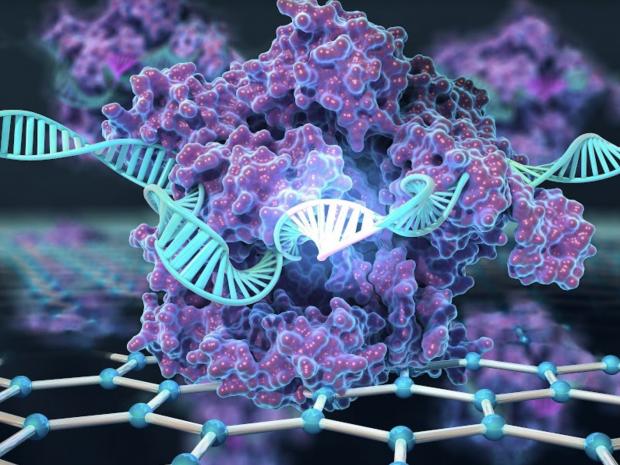 CRISPR-powered Graphene Transistor uses CRISPR as the DNA search engine