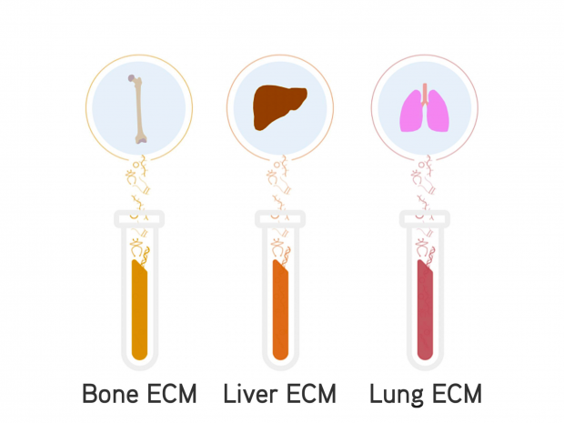 Depiction of different extracellular matrix (ECM) Bone ECM (Left), Liver ECM (Center), Lung ECM (Right)a