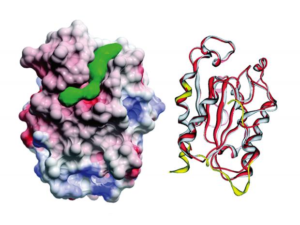 Biomedical Protein