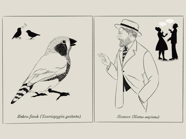 Illustration depicting birds talking on left side and humans talking on right side