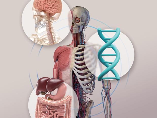 digital illustration of human body with bones and organs exposed