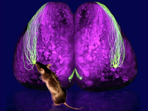 a mouse sniffing a brain scan
