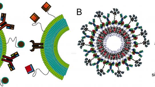 Membrane Biophysical Processes 
