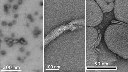"Examples of protein-derived nanomaterials: (left) coiled-coil fibers; (middle) helix-elastin block polymers, and (right) supercharged coiled-coil•lipid complexes (or lipoproteoplexes)."