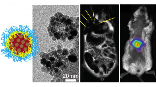 Schematic and TEM image of inorganic-organic hybrid nanoparticles for multi-modal imaging. In vivo imaging of liver metastases and selective nanoparticle accumulation.