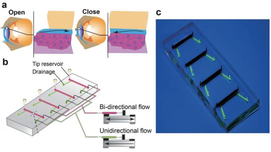 A multi-corneal barrier-on-a-chip