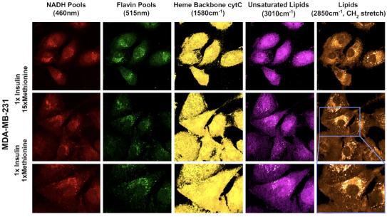 Multichannel images illustrate stimu-lated Raman 