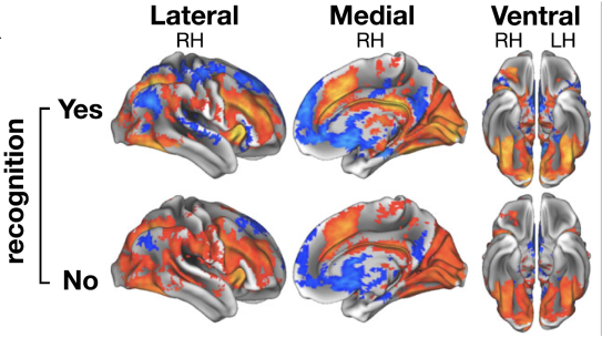 Widespread brain response to liminal object stimuli
