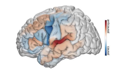 Image of brain areas, some in red and some in blue.
