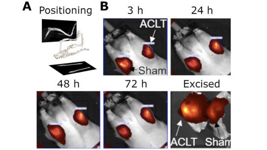 Ruiz_Abstract_Online