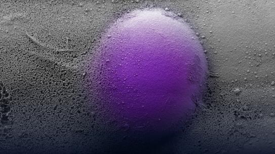 Colorized scanning electron microscopy image of an immune cell interacting with an engineered extracellular matrix scaf-fold, illustrating how tissue mechanics shape cell behavior.