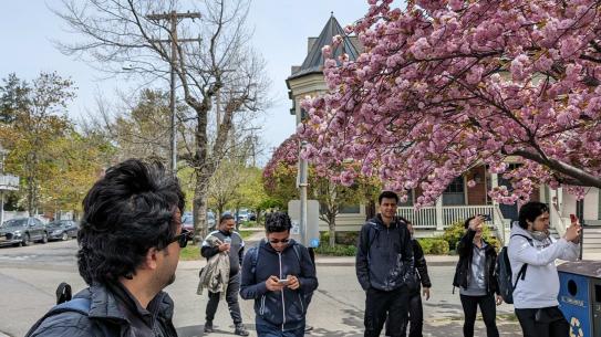 People standing under a cherry blossom tree