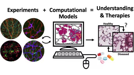 Depiction of how combining experiments and computational models lead to understanding and therapies