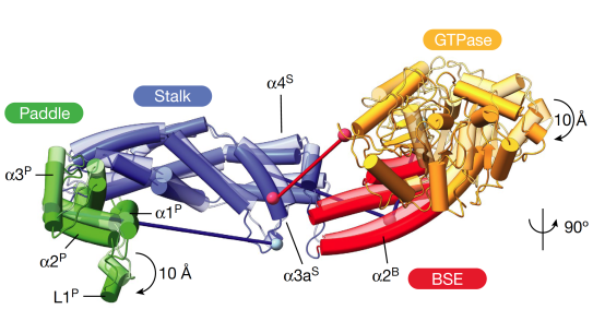 A membrane-proximal (transparent) and membrane-distal conformations (opaque) 