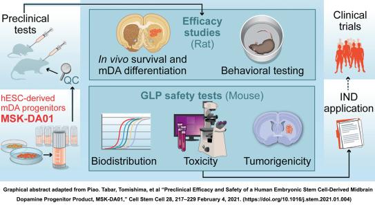 Human Embryonic Stem Cell-Derived Midbrain Dopamine Progenitor Product