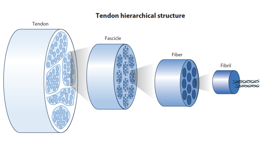 Depiction of Tendons as hierarchically organized tissues
