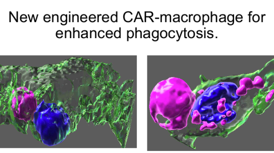 New Engineered CAR-macrophage for enhanced phagocytosis