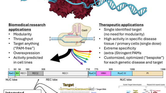 Slide: The Biomedical Research and Therapeutic Applications of Dr. Metwally's research. See longer description in body of text.