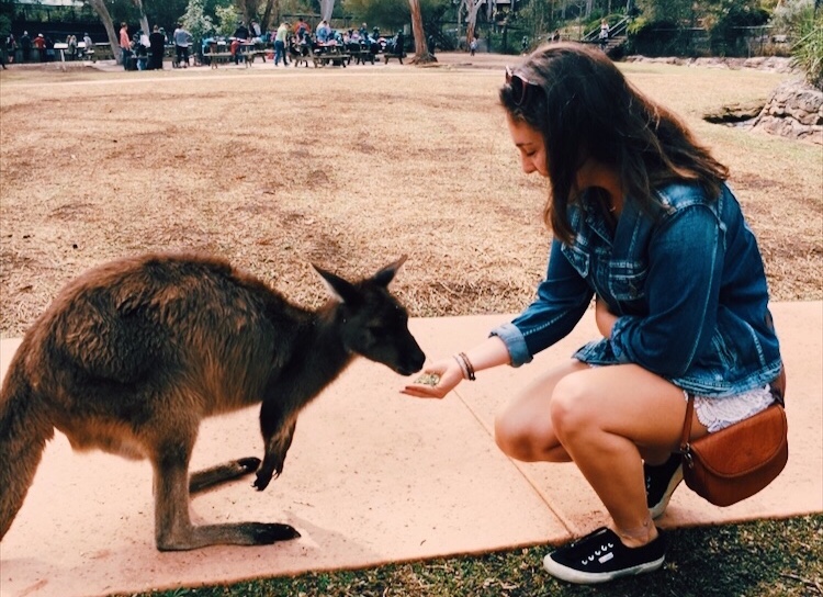 feeding a wallaby